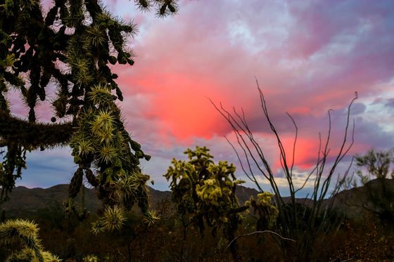 Saguaro National Park