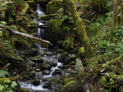 Olympic National Forest