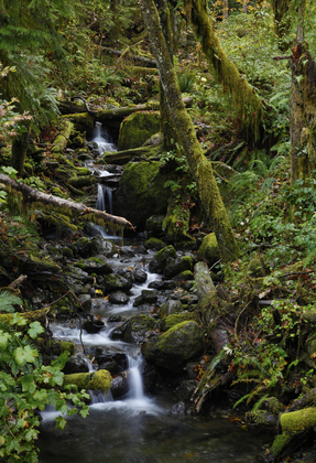 Olympic National Forest