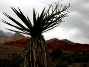 Red Rock Canyon Conservation Area