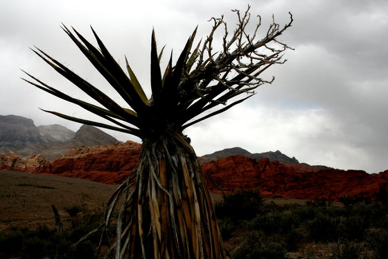 Red Rock Canyon Conservation Area