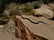 Red Rock Canyon 