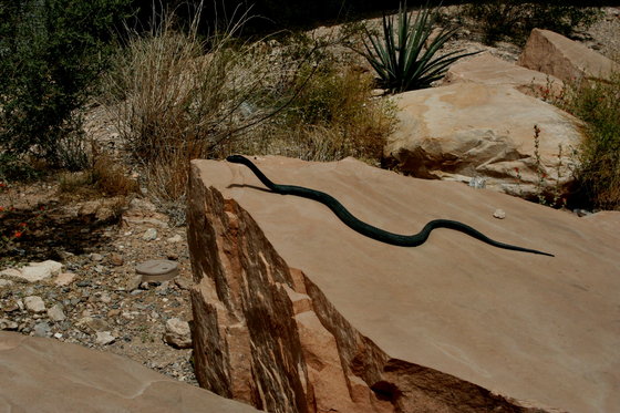 Red Rock Canyon 