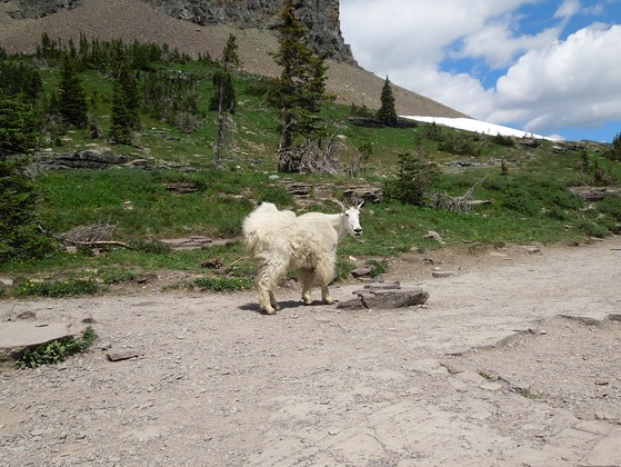 Glacier National Park
