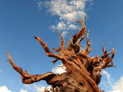 Ancient Bristlecone Pine Forest