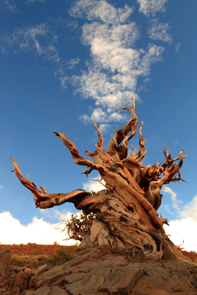 Ancient Bristlecone Pine Forest