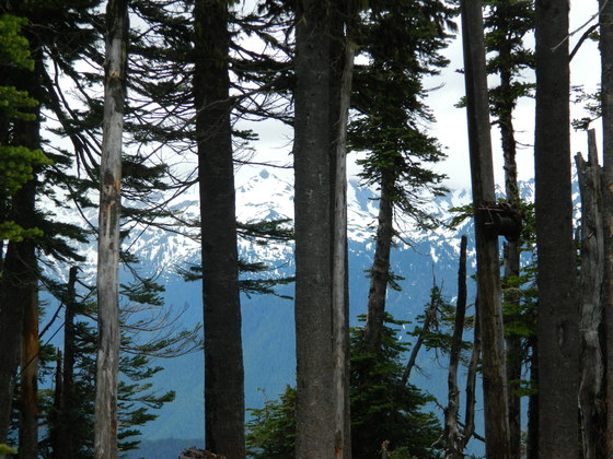 Olympic National Park
