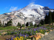 Mt. Rainier National Park