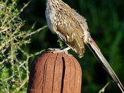 Laguna Atascosa National Wildlife Refuge