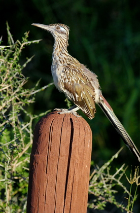 Laguna Atascosa National Wildlife Refuge