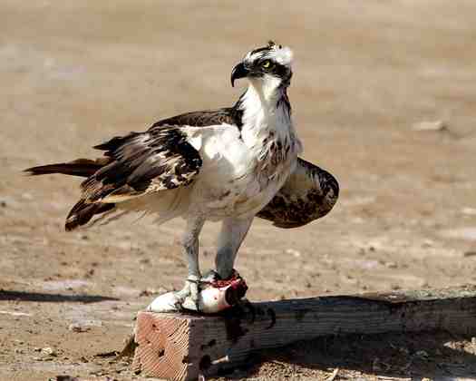 Laguna Atascosa National Wildlife Refuge