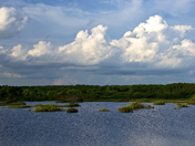 Blackwater National Refuge