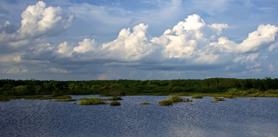 Blackwater National Refuge