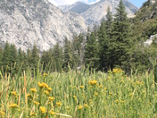 Kings Canyon National Park