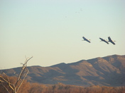 Bosque Del Apache National Wildlife Rescue
