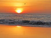 Assateague Island National Seahore