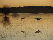 Bosque Del Apache National Wildlife Refuge