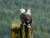 Breeding pair of Bald Eagles