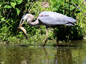 John Heinz National Wildlife Refuge