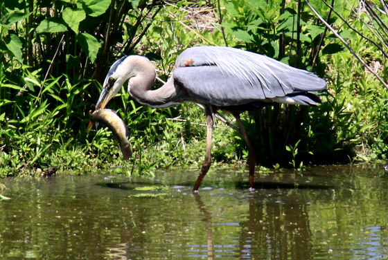 John Heinz National Wildlife Refuge