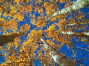 Inyo National Forest