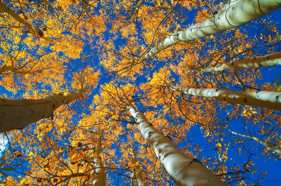 Inyo National Forest