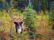 Denali National Park