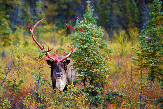 Denali National Park