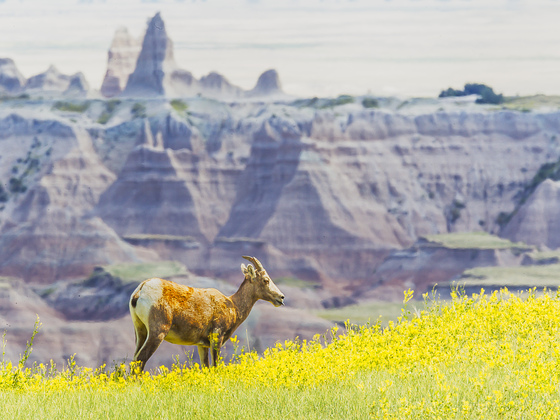 Badlands National Park