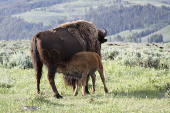 Yellowstone National Park