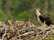 Osprey Family