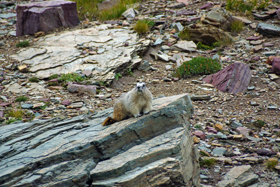 Glacier National Park