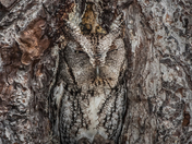 Okefenokee National Wildlife Refuge