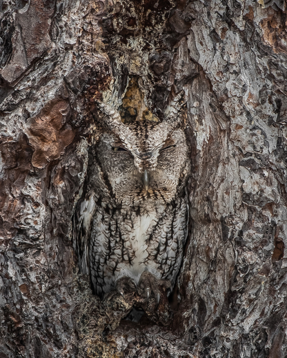 Okefenokee National Wildlife Refuge