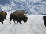 Yellowstone National Park