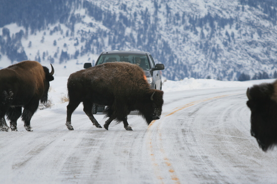 Yellowstone National Park