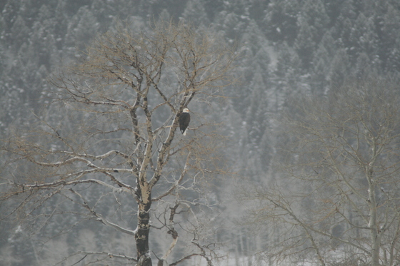 Yellowstone National Park