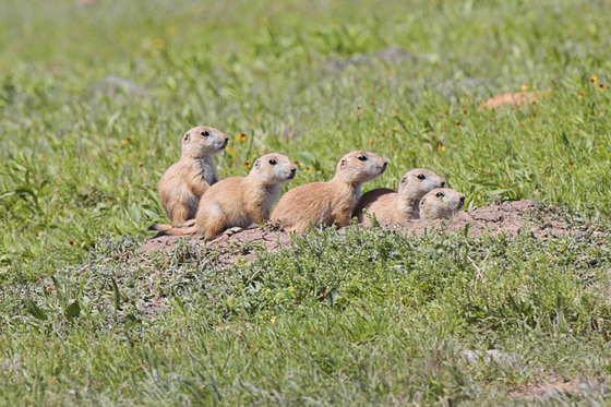 Wichita Mountains Wildlife Refuge