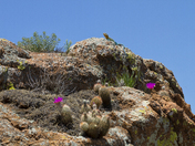 Wichita Mountains Wildlife Refuge