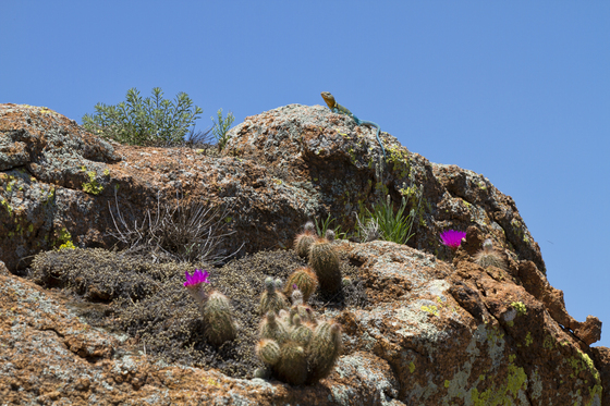 Wichita Mountains Wildlife Refuge