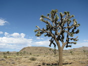 Joshua Tree National Park