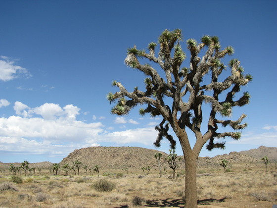 Joshua Tree National Park