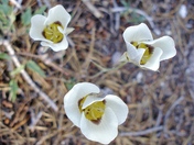 Yosemite NP