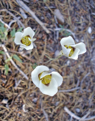 Yosemite NP