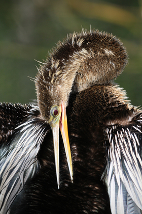 Everglades National Park