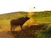 Wichita Mountains Wildlife Refuge