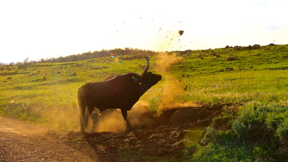 Wichita Mountains Wildlife Refuge