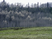 Murdock Basin - Soapstone - Wasatch Cache National Forest