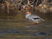 Common Merganser
