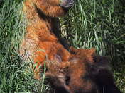 Katmai National Park Alaska